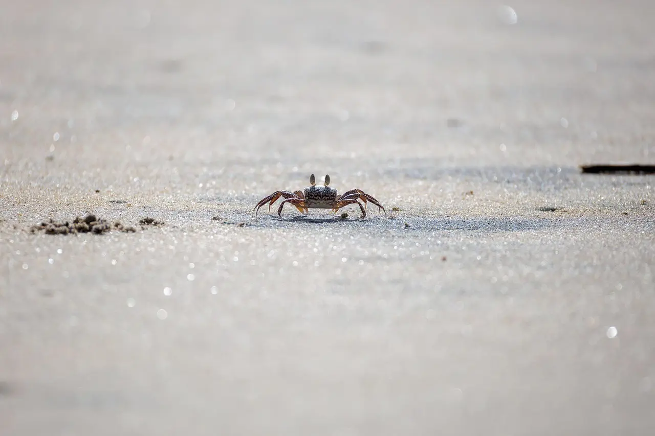 Lille krabbe på sandstrand